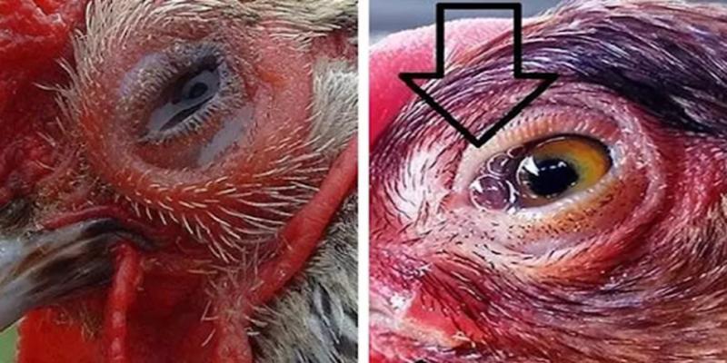 Cách Chữa Gà Bị Đá Mù Mắt - Thủ Thuật Chữa Hay Từ QQ88 4 Lưu ý cho sư kê khi chữa trị gà đá bị thương