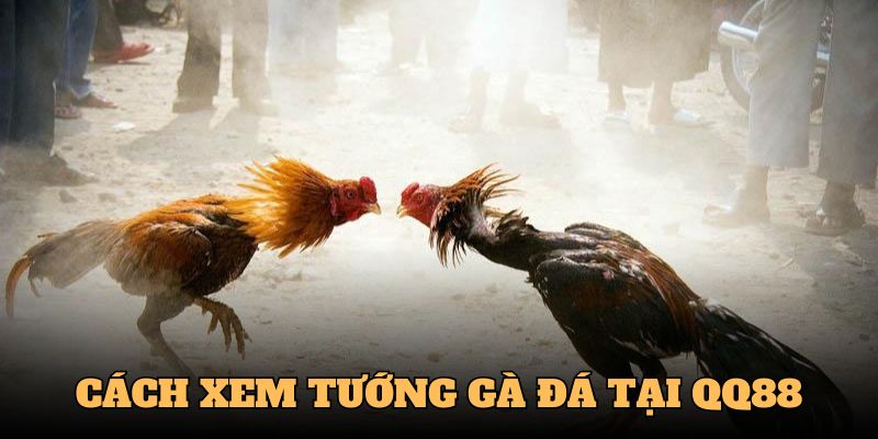 Cách Xem Tướng Gà Đá - Chọn Chiến Kê Hiệu Quả Cùng QQ88 1 cách xem tướng gà đá