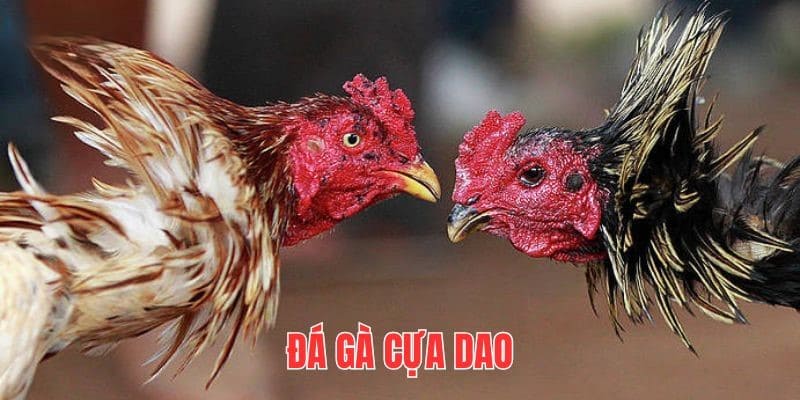 Luật đá gà QQ88 - Yếu tố quyết định giúp bạn chiến thắng 3 Đá gà cựa dao tại QQ88