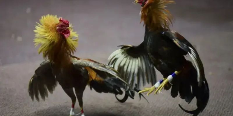 Cách Nuôi Gà Đá Chân Mạnh - Bí Quyết Huấn Luyện Thần Kê 3 Mọi người cần xây dựng khẩu phần ăn hợp lý